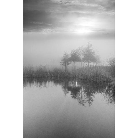 Coastal Oak Series No. 44 Gold Ornate Wood Framed Art Print with Double Matting by Blaustein, Alan