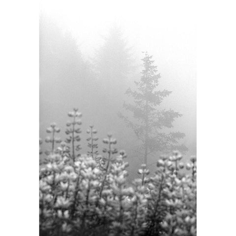 Coastal Oak Series No. 53 Black Modern Wood Framed Art Print by Blaustein, Alan