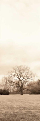 Chestnut Tree White Modern Wood Framed Art Print with Double Matting by Blaustein, Alan