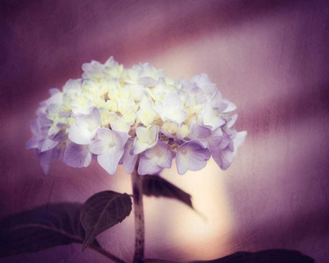 Regal Black Ornate Wood Framed Art Print with Double Matting by Cochrane, Carolyn