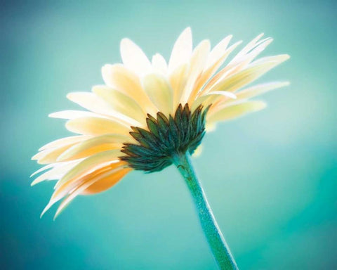 Vanity Black Ornate Wood Framed Art Print with Double Matting by Cochrane, Carolyn