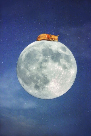Fox Sleeping on Moon White Modern Wood Framed Art Print with Double Matting by Grippo-Pike, Carrie Ann