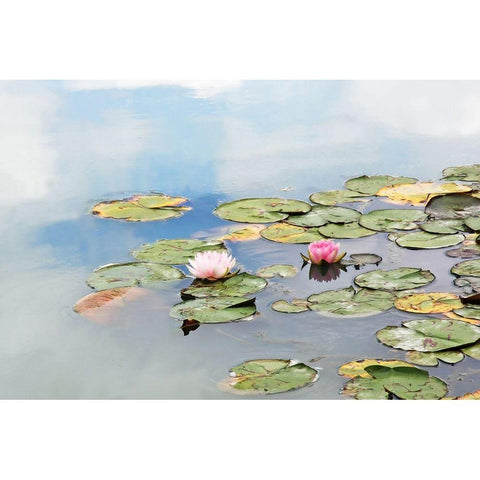 MonetÃÂs Garden White Modern Wood Framed Art Print by Ryan, Brooke T.