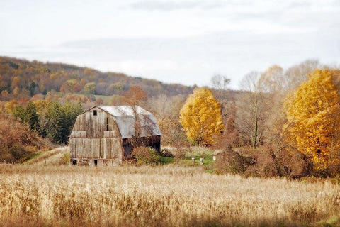 Barn And Beehives Black Ornate Wood Framed Art Print with Double Matting by Ryan, Brooke T.