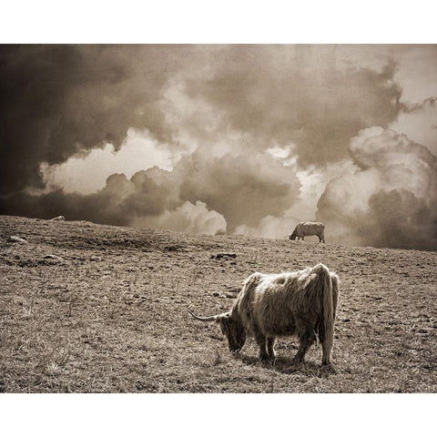 Scottish Highland Cattle No. 1 Gold Ornate Wood Framed Art Print with Double Matting by Ryan, Brooke T.