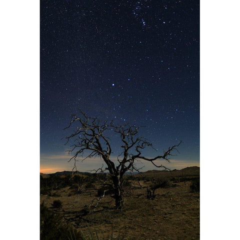 Mohave at Night No. 1 Black Modern Wood Framed Art Print by Severn, Shawn/Corinne
