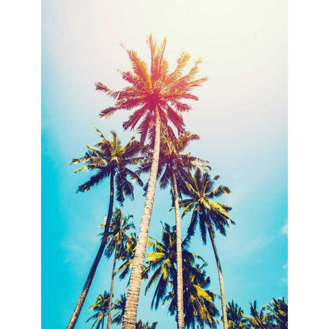 Palms in the Sun Black Modern Wood Framed Art Print by Tai Prints