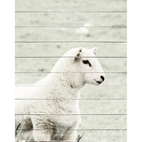 A White Sheep Black Modern Wood Framed Art Print with Double Matting by Hyler, JB