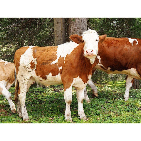 Swiss Cows White Modern Wood Framed Art Print by Hyler, JB