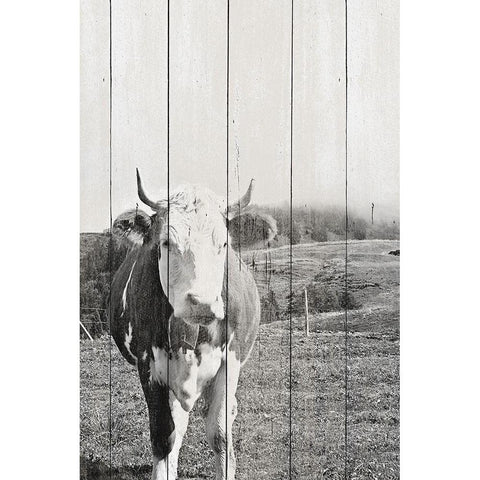 BW Country Cows on Wood White Modern Wood Framed Art Print by Hyler, JB