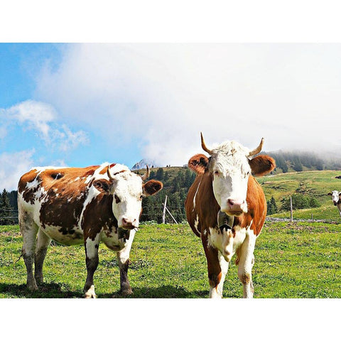 Country Cows Black Modern Wood Framed Art Print with Double Matting by Hyler, JB