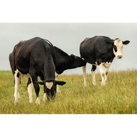 Country Cows Gold Ornate Wood Framed Art Print with Double Matting by Amos, Andy