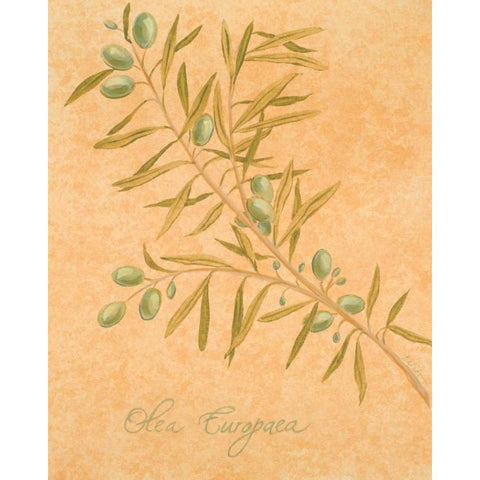 Olea Europaea Gold Ornate Wood Framed Art Print with Double Matting by Baliko, Linda