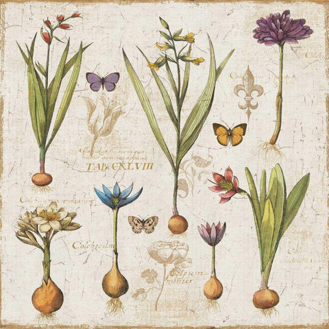 Histoire Naturelle V Black Ornate Wood Framed Art Print with Double Matting by ERR, Pela