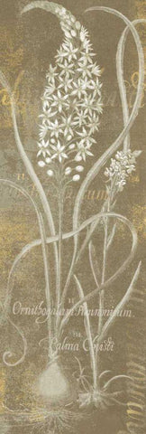 Flower Lines III White Modern Wood Framed Art Print with Double Matting by Schlabach, Sue
