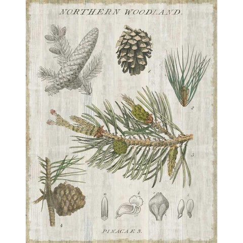 Woodland Chart III White Modern Wood Framed Art Print by Schlabach, Sue