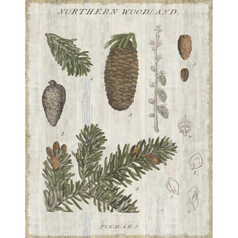 Woodland Chart IV White Modern Wood Framed Art Print by Schlabach, Sue
