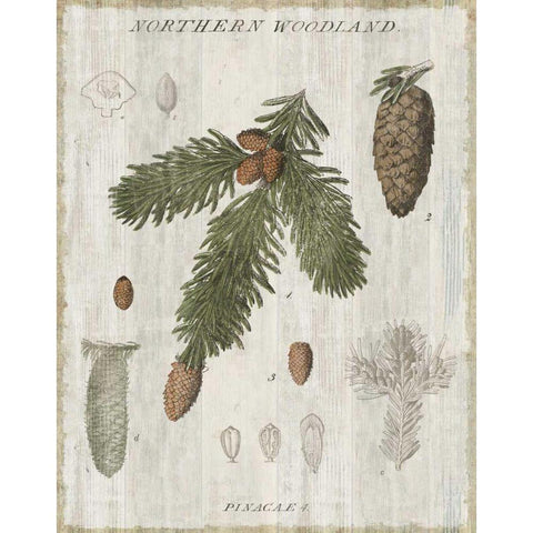 Woodland Chart V White Modern Wood Framed Art Print by Schlabach, Sue