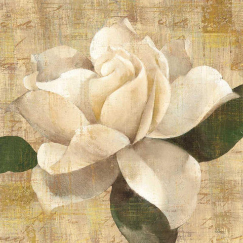 Gardenia Blossom on Script Black Modern Wood Framed Art Print by Hristova, Albena