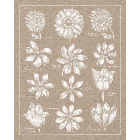 Anemone Plate II White Modern Wood Framed Art Print by Wild Apple Portfolio