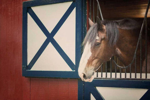 Patriotic Pony I Black Ornate Wood Framed Art Print with Double Matting by Urquhart, Elizabeth