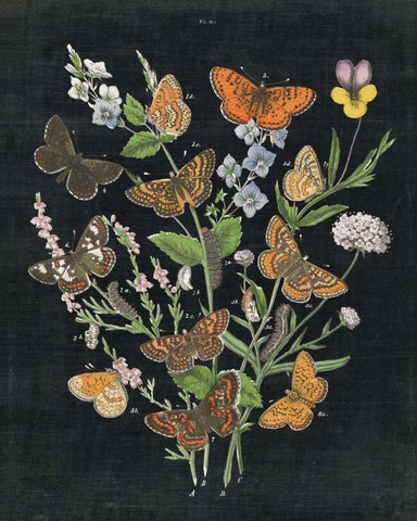 Butterfly Bouquet on Black I White Modern Wood Framed Art Print with Double Matting by Wild Apple Portfolio