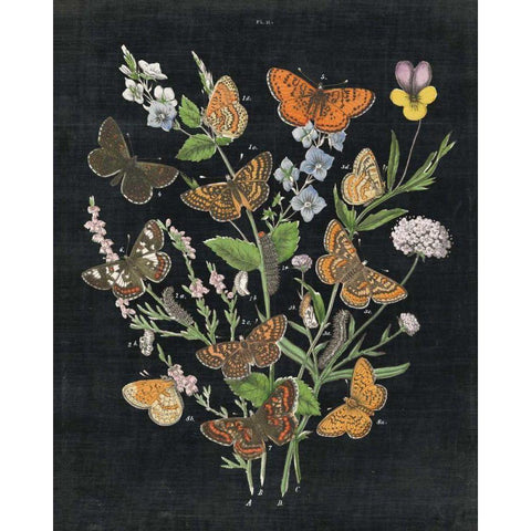 Butterfly Bouquet on Black I Black Modern Wood Framed Art Print with Double Matting by Wild Apple Portfolio