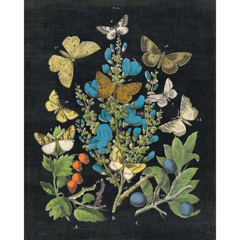 Butterfly Bouquet on Black II White Modern Wood Framed Art Print by Wild Apple Portfolio