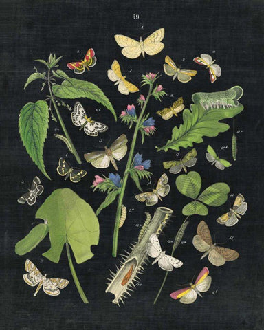 Butterfly Bouquet on Black III Black Ornate Wood Framed Art Print with Double Matting by Wild Apple Portfolio