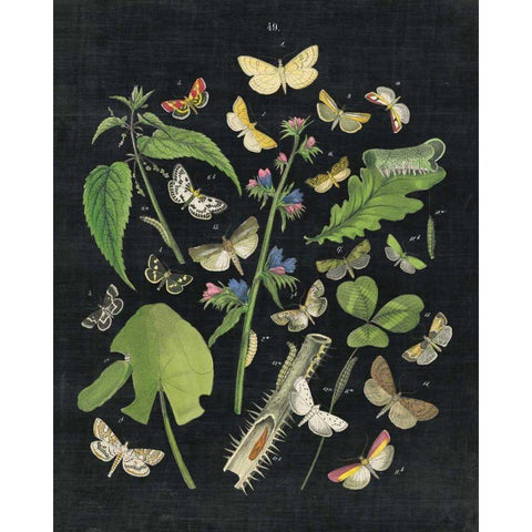 Butterfly Bouquet on Black III White Modern Wood Framed Art Print by Wild Apple Portfolio