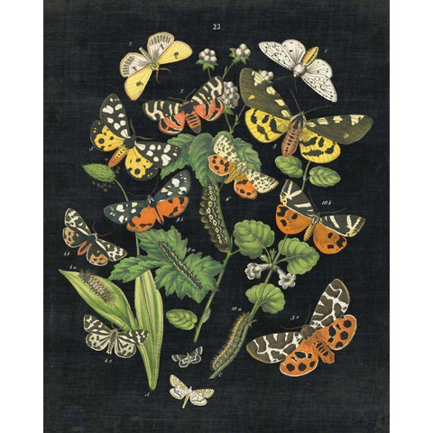 Butterfly Bouquet on Black IV Gold Ornate Wood Framed Art Print with Double Matting by Wild Apple Portfolio