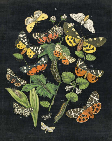 Butterfly Bouquet on Black IV White Modern Wood Framed Art Print with Double Matting by Wild Apple Portfolio