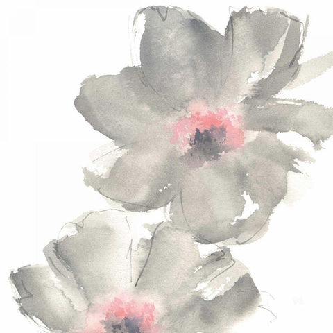Gray Blush Cosmos II on White Black Modern Wood Framed Art Print by Paschke, Chris