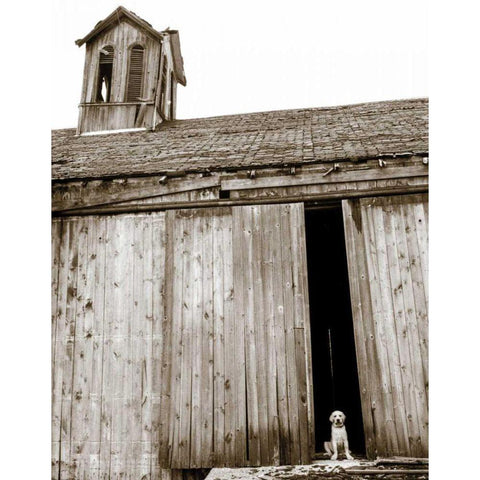 Barnyard Dog White Modern Wood Framed Art Print by Dratfield, Jim
