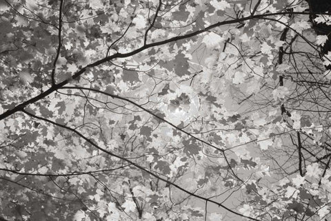 Foliage II White Modern Wood Framed Art Print with Double Matting by Majchrowicz, Alan