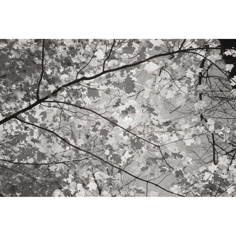 Foliage II Black Modern Wood Framed Art Print by Majchrowicz, Alan