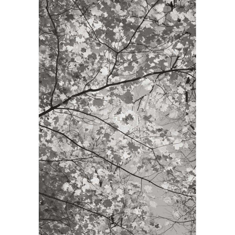 Foliage I Black Modern Wood Framed Art Print by Majchrowicz, Alan