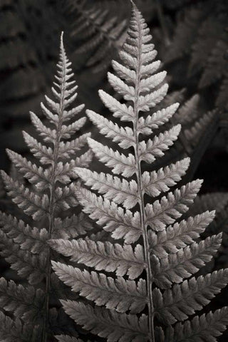 Lady Fern I White Modern Wood Framed Art Print with Double Matting by Audit, Lisa