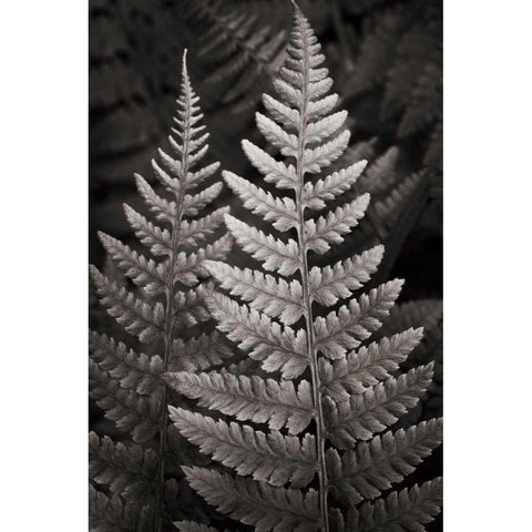 Lady Fern I Black Modern Wood Framed Art Print with Double Matting by Audit, Lisa