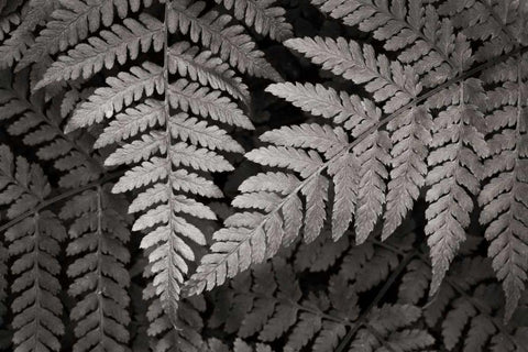 Lady Fern II White Modern Wood Framed Art Print with Double Matting by Audit, Lisa