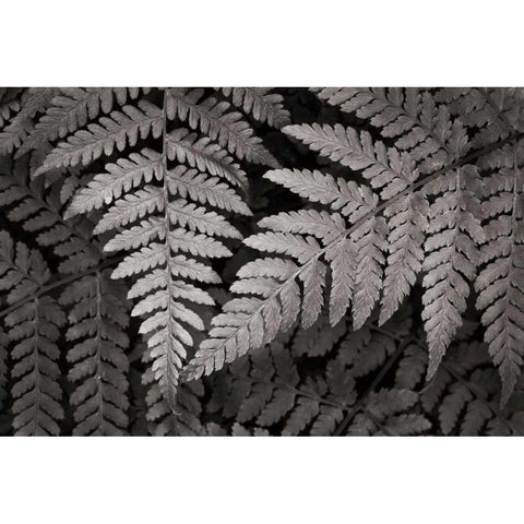 Lady Fern II Black Modern Wood Framed Art Print with Double Matting by Audit, Lisa