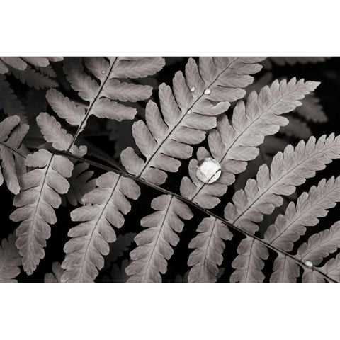 Oak Fern White Modern Wood Framed Art Print by Audit, Lisa