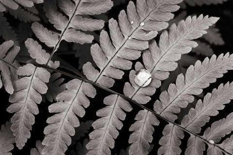 Oak Fern White Modern Wood Framed Art Print with Double Matting by Audit, Lisa