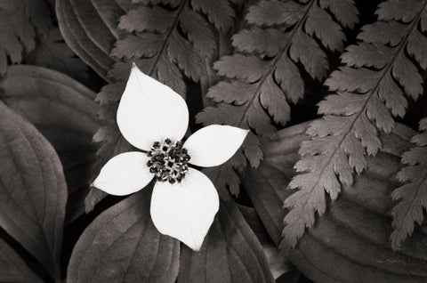Bunchberry and Ferns I BW White Modern Wood Framed Art Print with Double Matting by Audit, Lisa