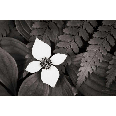 Bunchberry and Ferns I BW Black Modern Wood Framed Art Print by Audit, Lisa