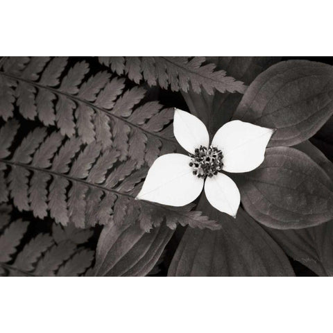 Bunchberry and Ferns II BW Gold Ornate Wood Framed Art Print with Double Matting by Audit, Lisa