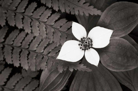 Bunchberry and Ferns II BW White Modern Wood Framed Art Print with Double Matting by Audit, Lisa