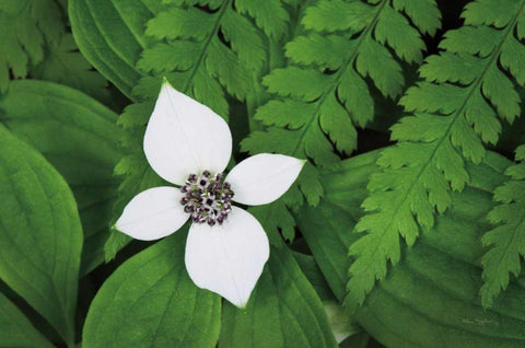 Bunchberry and Ferns I color White Modern Wood Framed Art Print with Double Matting by Audit, Lisa
