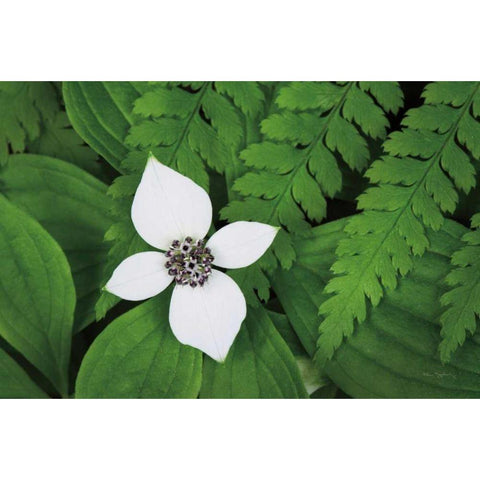 Bunchberry and Ferns I color Black Modern Wood Framed Art Print with Double Matting by Audit, Lisa