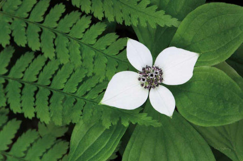 Bunchberry and Ferns II color White Modern Wood Framed Art Print with Double Matting by Audit, Lisa